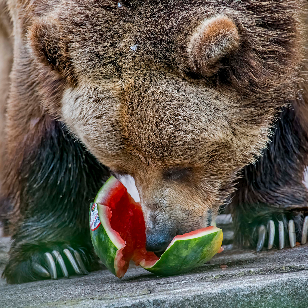 Funset Boulevard Entertainment Center - Lions, Tigers and Bears, Oh My!  Register to Win, 4 Tickets to the Milwaukee County Zoo. Two easy steps to  enter 1. Comment on what you like